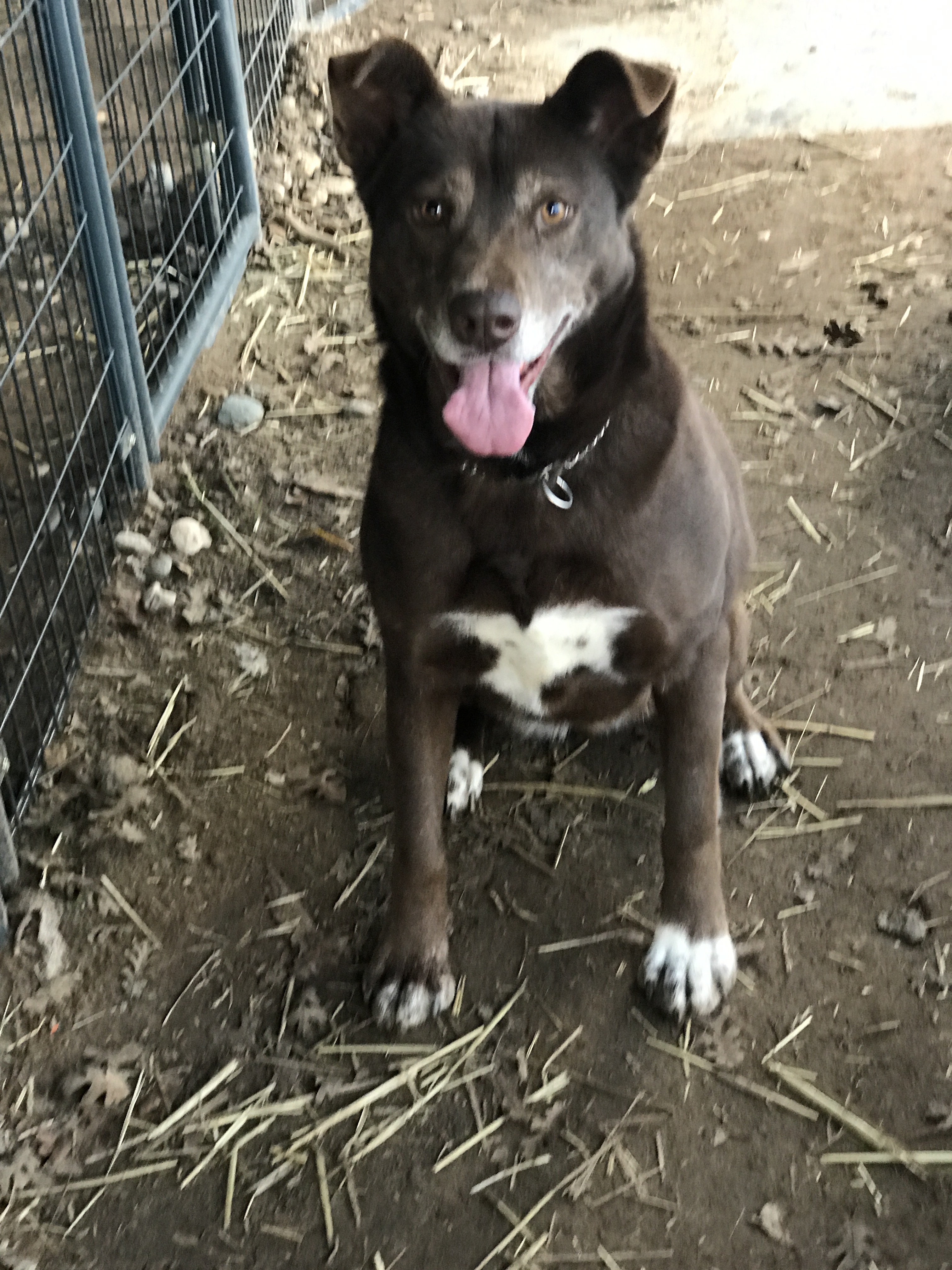 CoCo, an adoptable Mixed Breed, Labrador Retriever in Wilton, CA, 95693 | Photo Image 1