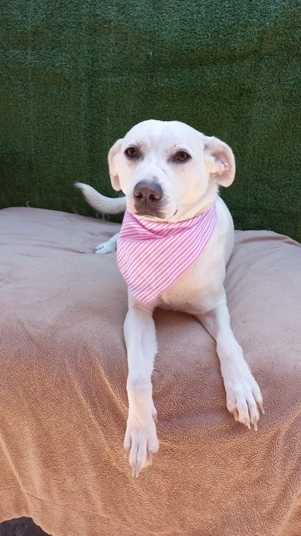 Estela, an adoptable Labrador Retriever in San Diego, CA_image-1