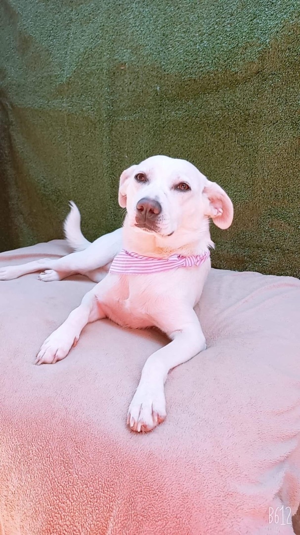Estela, an adoptable Labrador Retriever in San Diego, CA_image-3