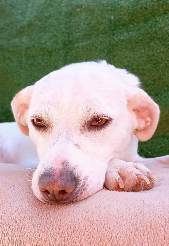 Estela, an adoptable Labrador Retriever in San Diego, CA_image-5