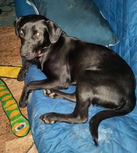 Sammi Jo , an adopted Labrador Retriever Mix in Augusta, ME_image-4