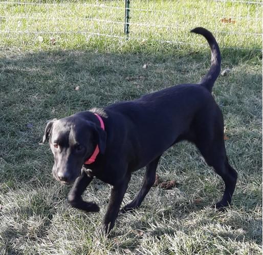 Sammi Jo , an adopted Labrador Retriever Mix in Augusta, ME_image-5