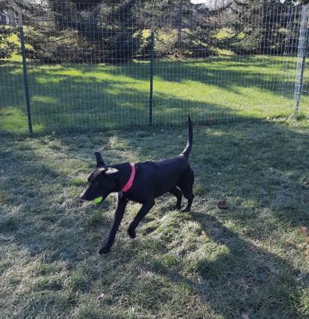 Sammi Jo , an adopted Labrador Retriever Mix in Augusta, ME_image-6