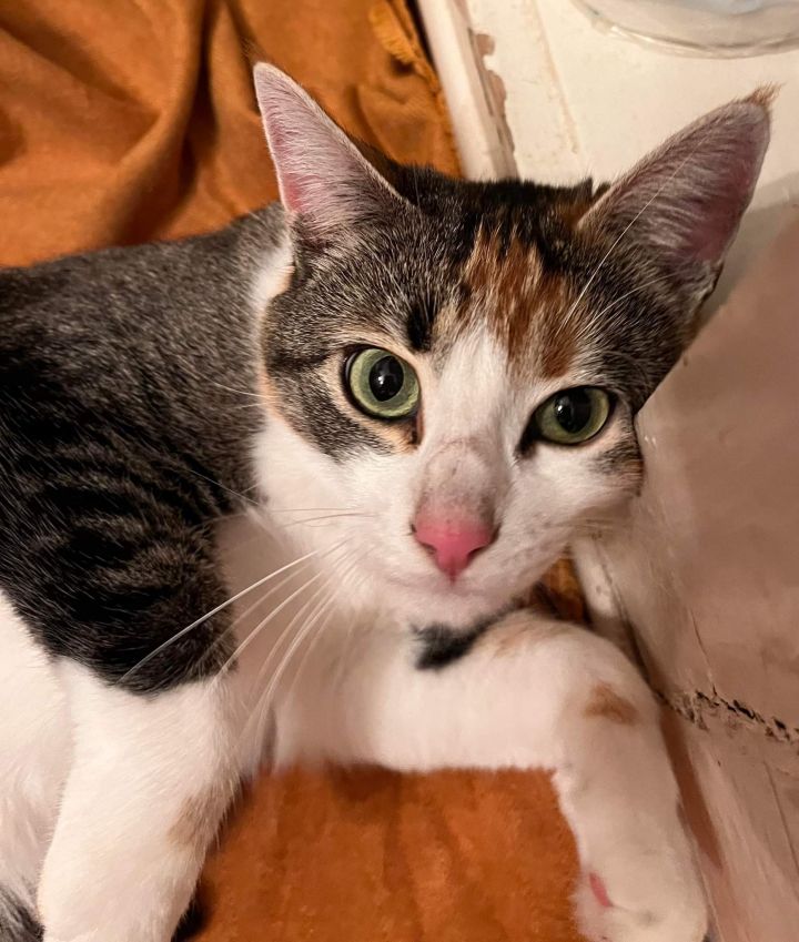 Sequoia, an adopted Calico Mix in Mission Viejo, CA_image-1