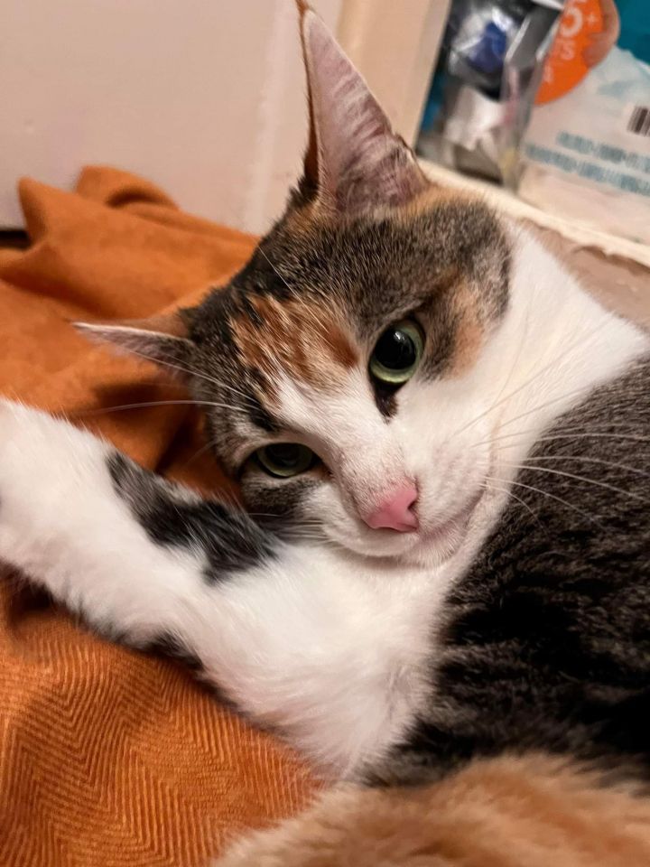 Sequoia, an adopted Calico Mix in Mission Viejo, CA_image-4