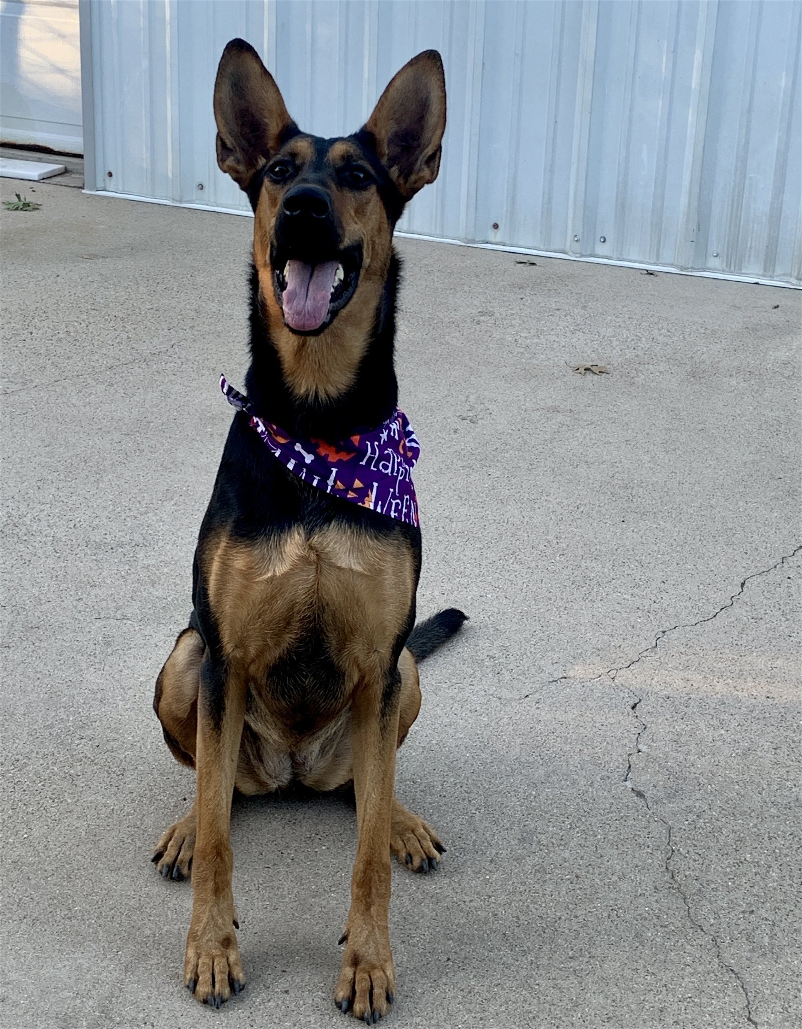 Layla, an adoptable German Shepherd Dog, Doberman Pinscher in Houston, TX, 77205 | Photo Image 1