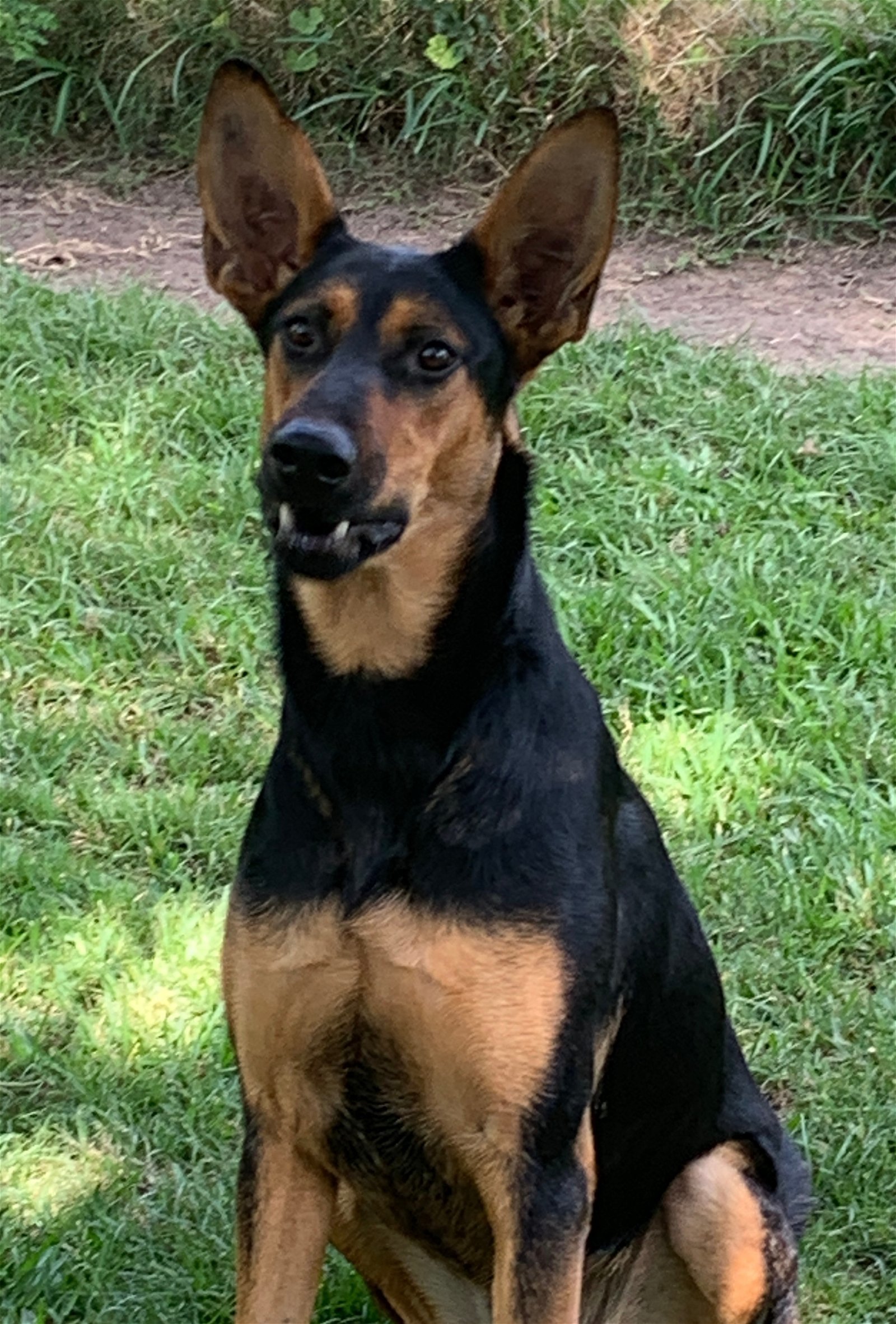 Layla, an adoptable German Shepherd Dog, Doberman Pinscher in Houston, TX, 77205 | Photo Image 2