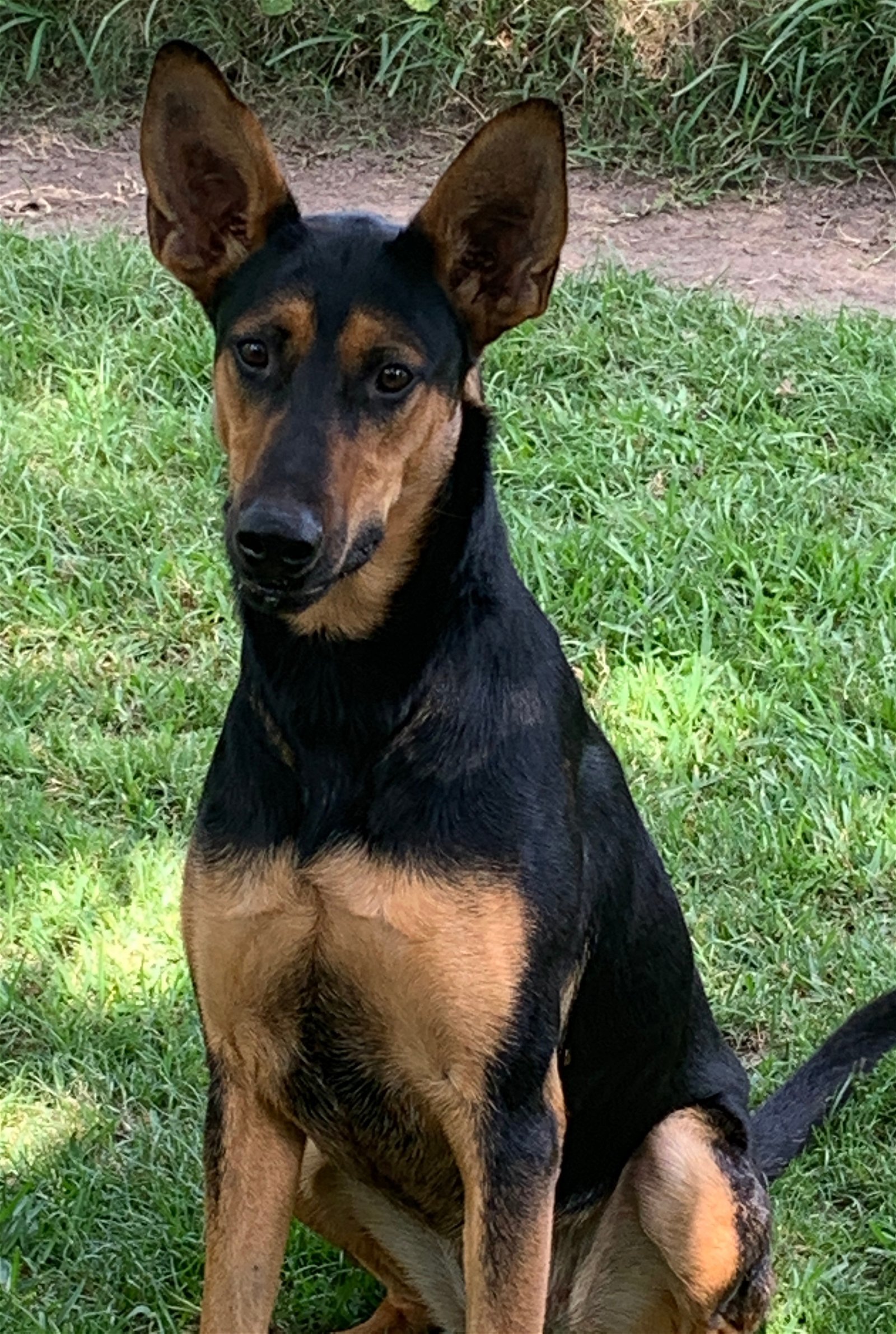 Layla, an adoptable German Shepherd Dog, Doberman Pinscher in Houston, TX, 77205 | Photo Image 3