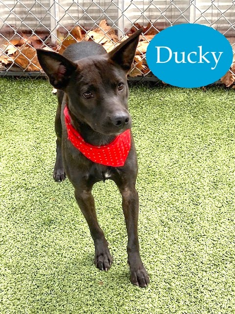 Ducky (Courtesy listing), an adopted Canaan Dog Mix in Fayetteville, AR_image-2