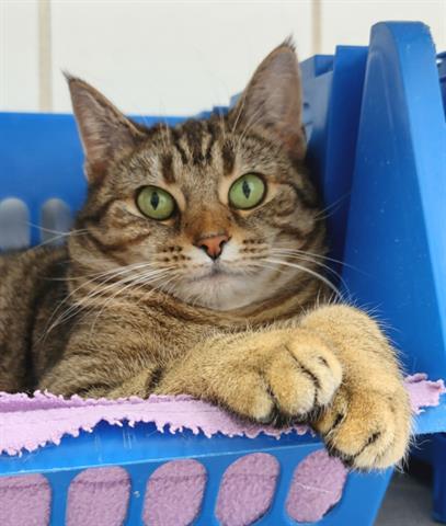 JUNIE, an adoptable Domestic Short Hair in Canfield, OH, 44406 | Photo Image 1