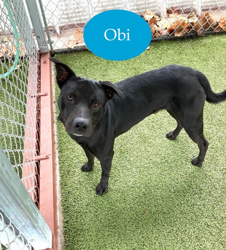 Obi (Courtesy listing), an adopted Canaan Dog Mix in Fayetteville, AR_image-1