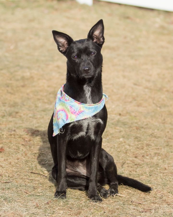 Sabrina  Fostered in Mass 3