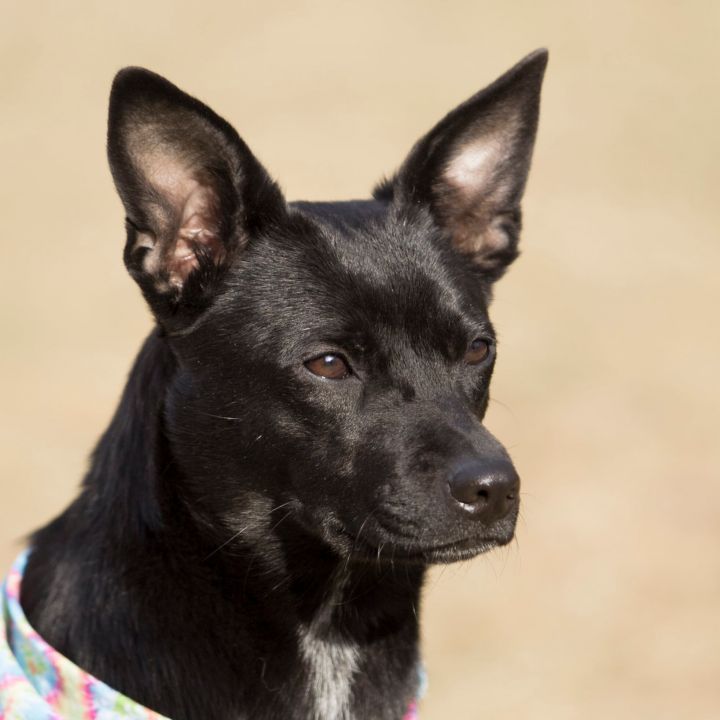 Sabrina  Fostered in Mass, an adopted Labrador Retriever & Shepherd Mix in Willington, CT_image-4