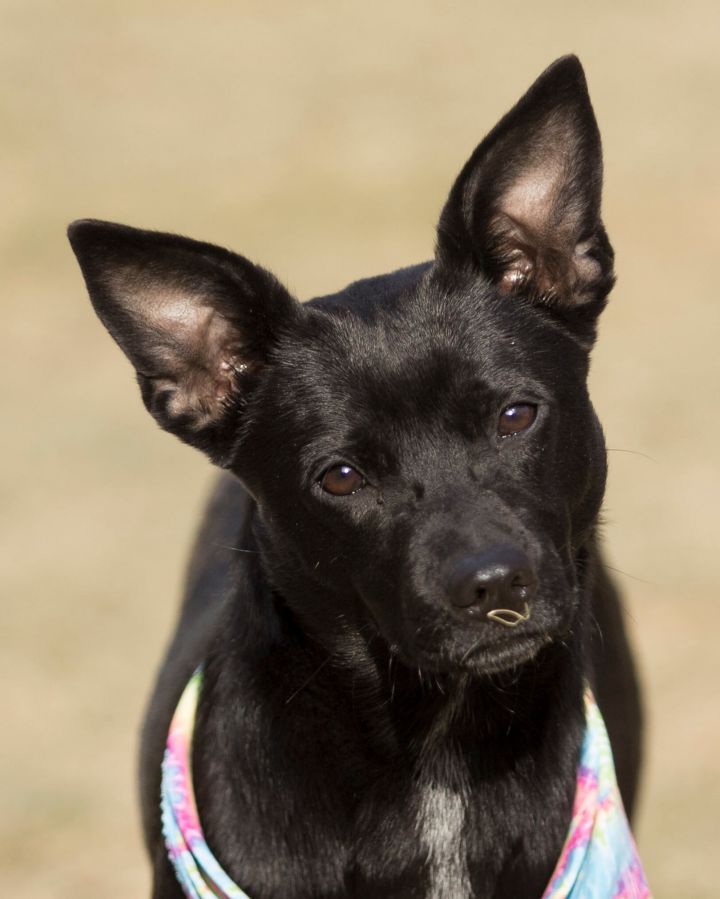 Sabrina  Fostered in Mass 1
