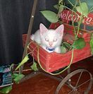 Blanco, an adopted Domestic Short Hair Mix in Newcastle, OK_image-2