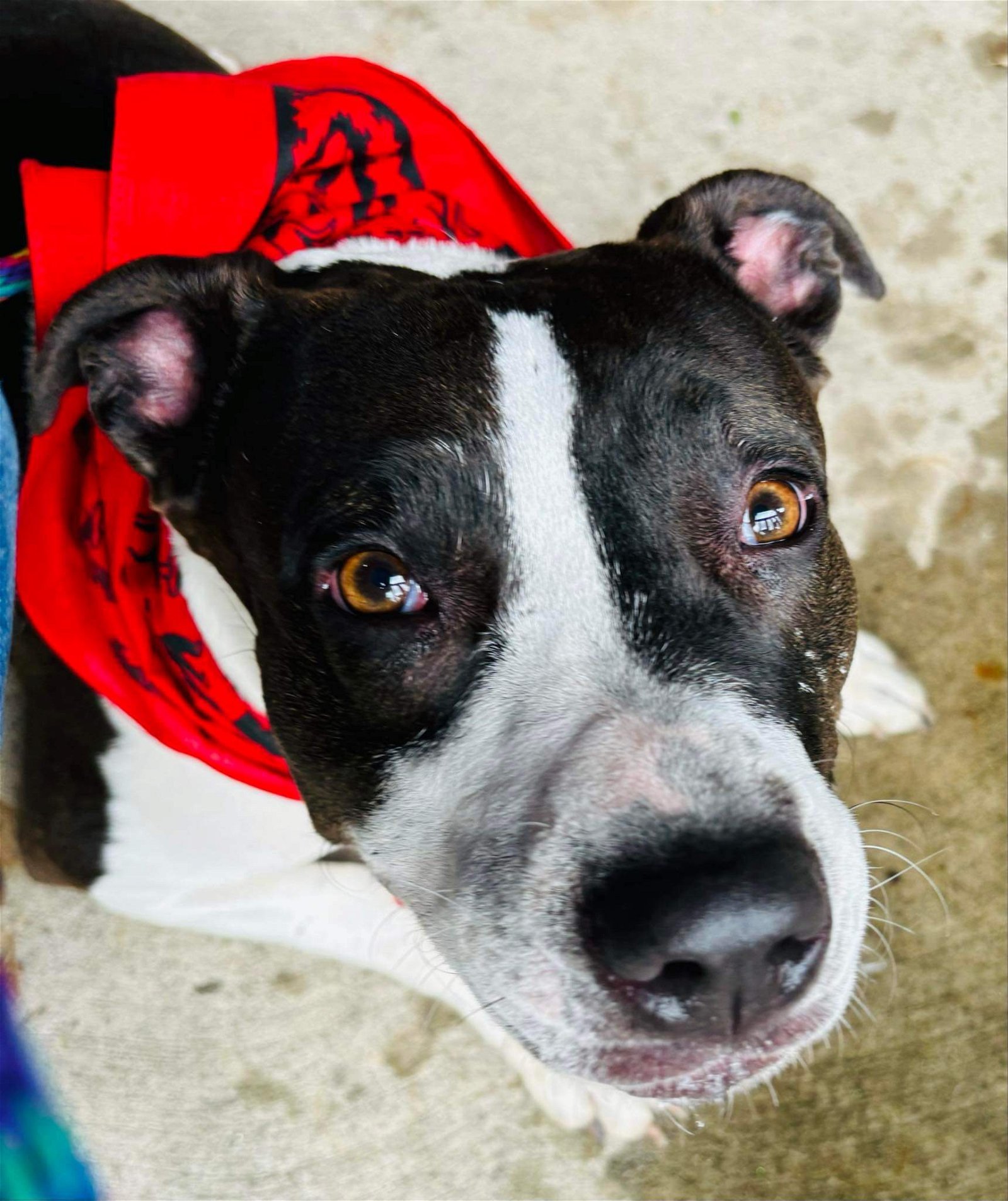 Annabelle, an adoptable Pit Bull Terrier in Germantown, OH, 45327 | Photo Image 1