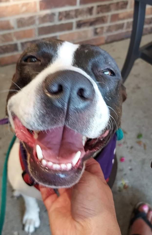 Annabelle, an adoptable Pit Bull Terrier in Germantown, OH, 45327 | Photo Image 2