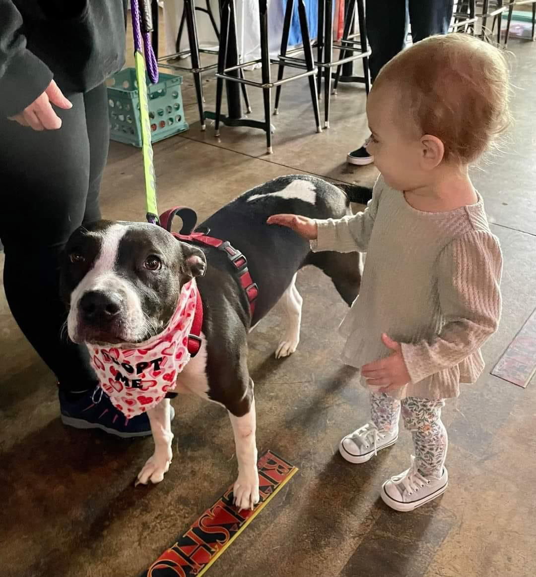 Annabelle, an adoptable Pit Bull Terrier in Germantown, OH, 45327 | Photo Image 3