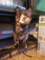 Toffee, an adopted Domestic Medium Hair & Tortoiseshell Mix in Newcastle, OK_image-3