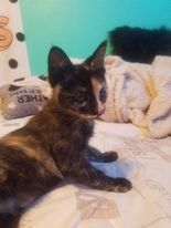 Toffee, an adopted Domestic Medium Hair & Tortoiseshell Mix in Newcastle, OK_image-4
