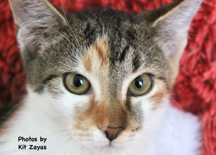 Cozy Cindy, an adopted Calico & Tabby Mix in Saint Augustine, FL_image-2