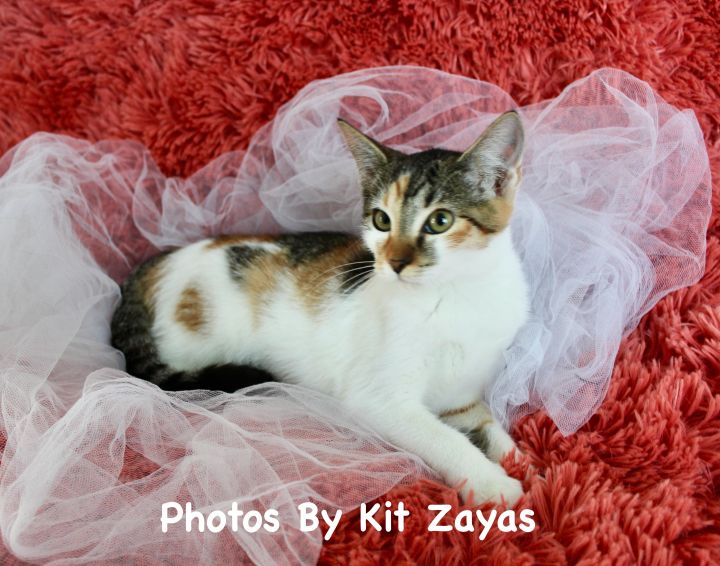 Cozy Cindy, an adoptable Calico & Tabby Mix in Saint Augustine, FL_image-5