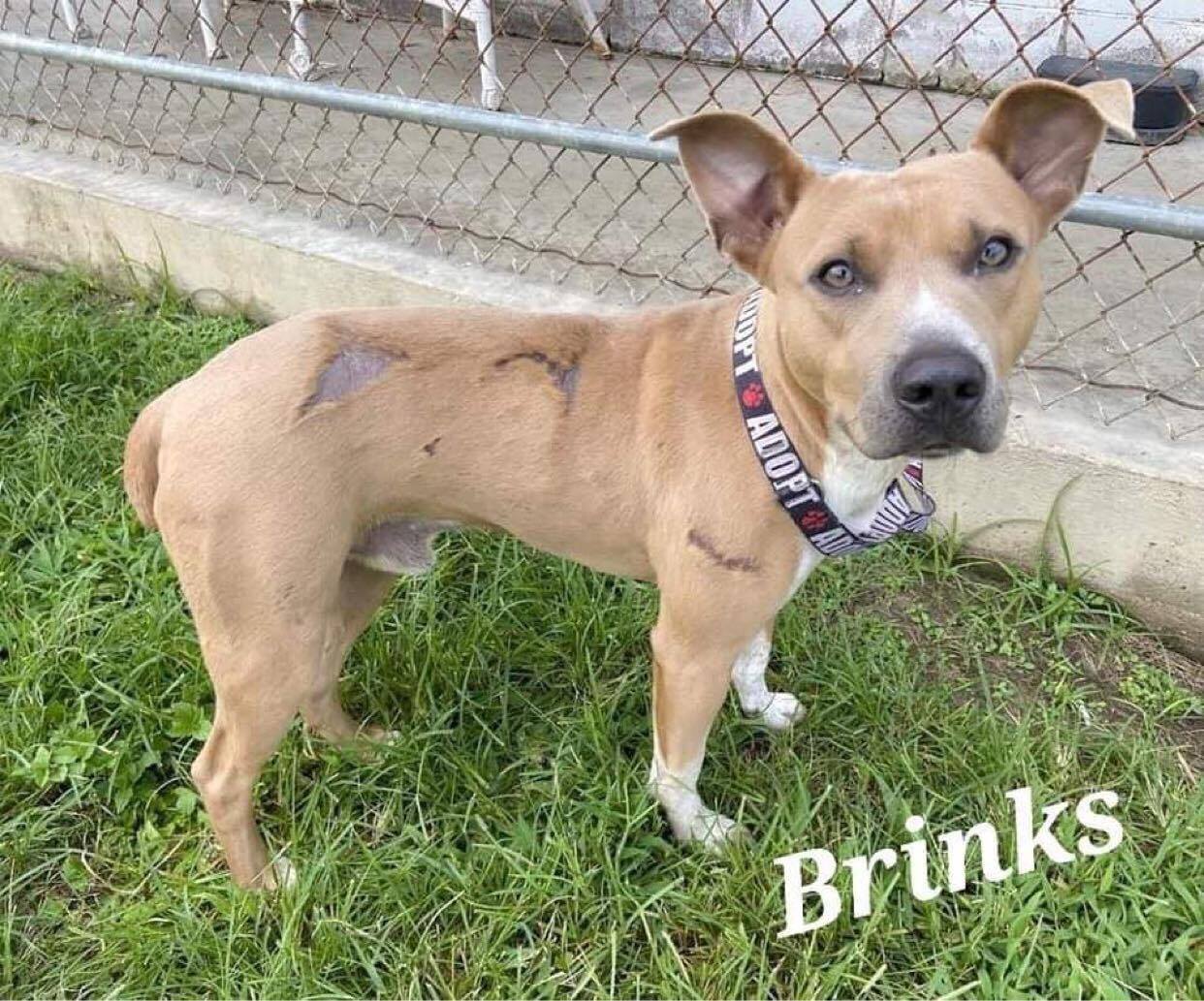 BRINKS, an adoptable Pit Bull Terrier in Orange, TX, 77632 | Photo Image 1