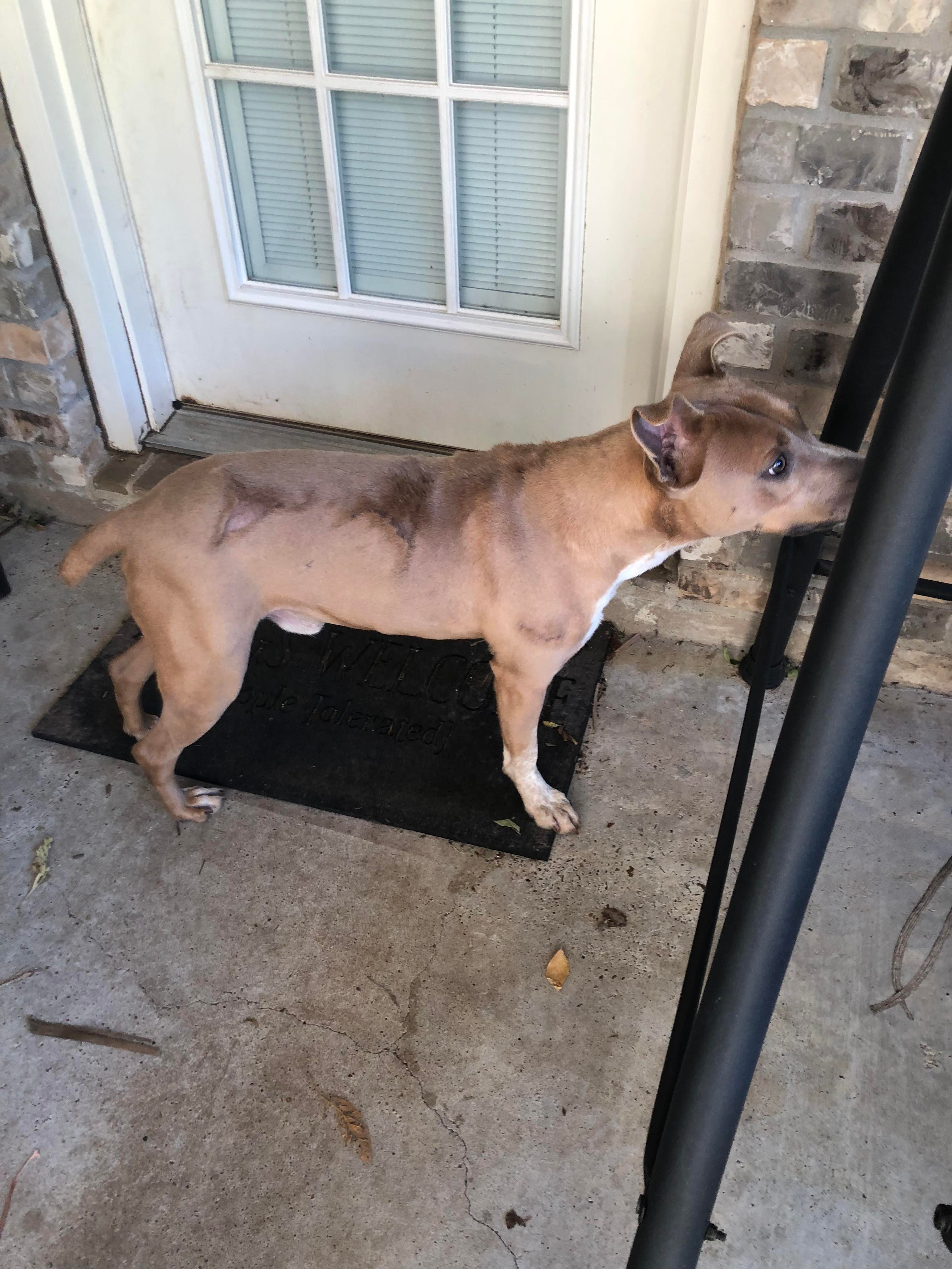 BRINKS, an adoptable Pit Bull Terrier in Orange, TX, 77632 | Photo Image 2