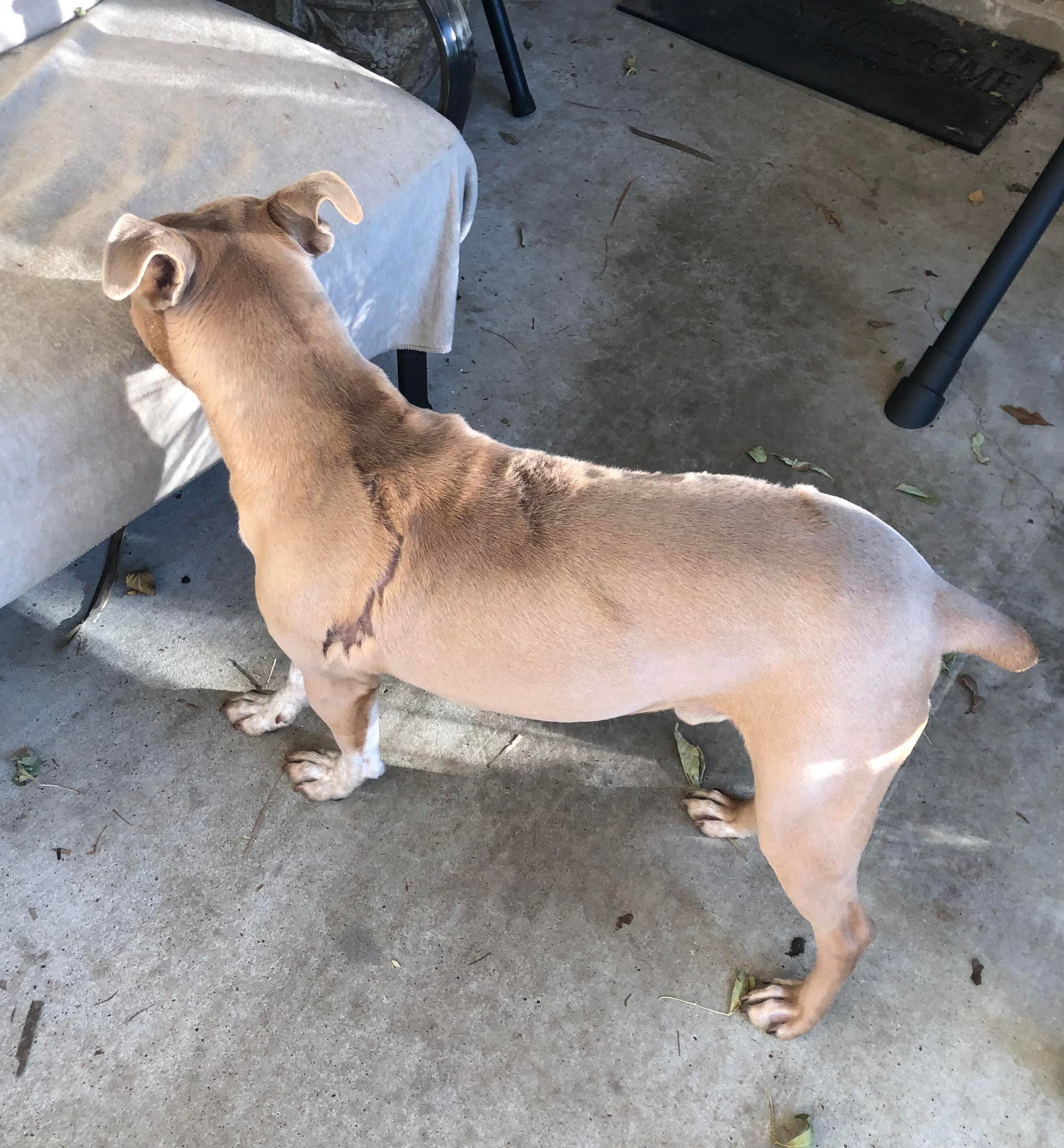 BRINKS, an adoptable Pit Bull Terrier in Orange, TX, 77632 | Photo Image 3