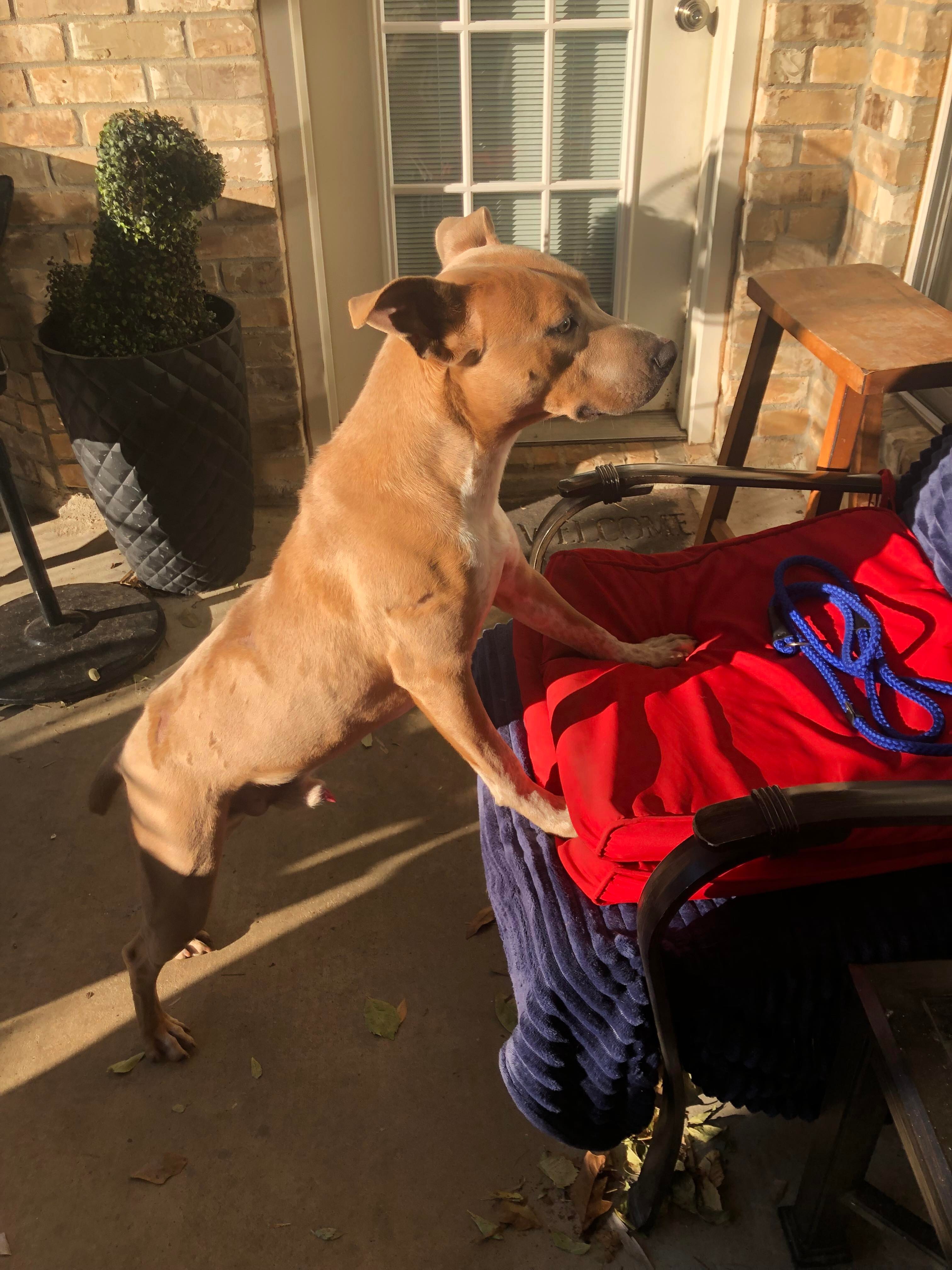 BRINKS, an adoptable Pit Bull Terrier in Orange, TX, 77632 | Photo Image 4