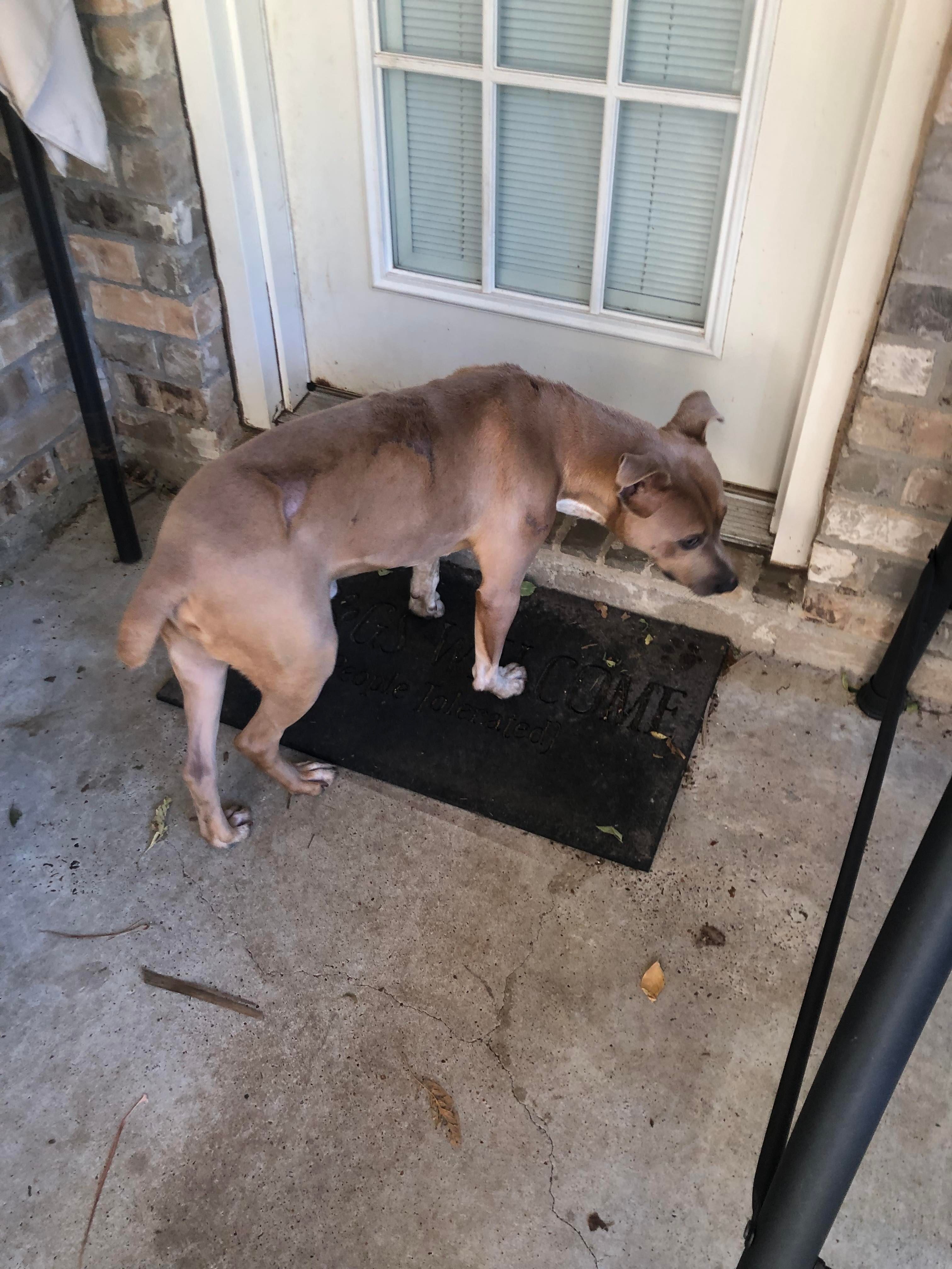 BRINKS, an adoptable Pit Bull Terrier in Orange, TX, 77632 | Photo Image 5