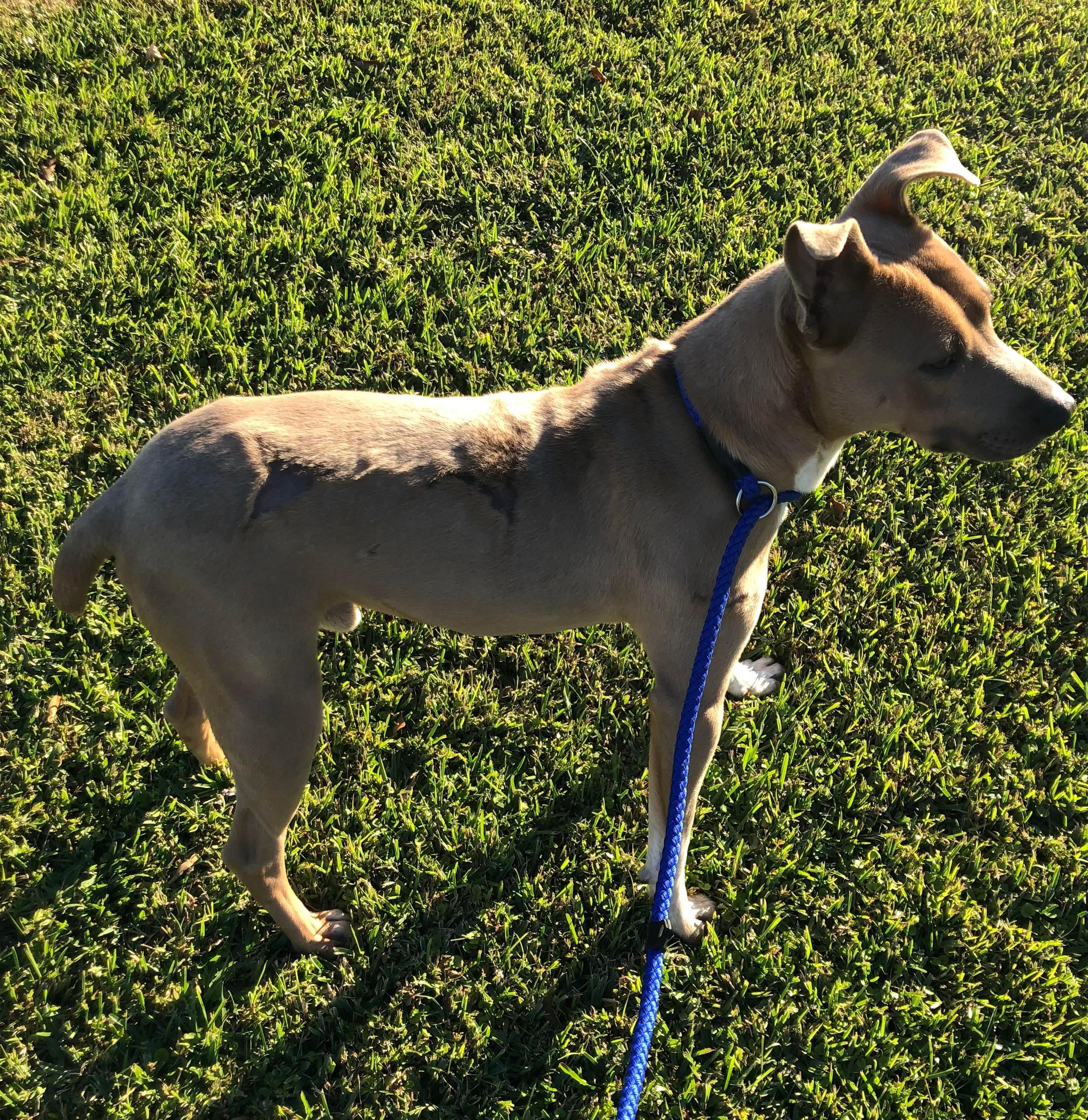 BRINKS, an adoptable Pit Bull Terrier in Orange, TX, 77632 | Photo Image 6