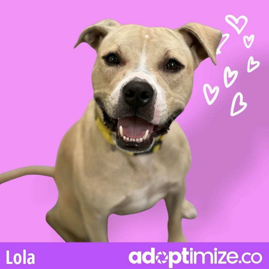 Lola, an adoptable Pit Bull Terrier in New Orleans, LA, 70123 | Photo Image 1