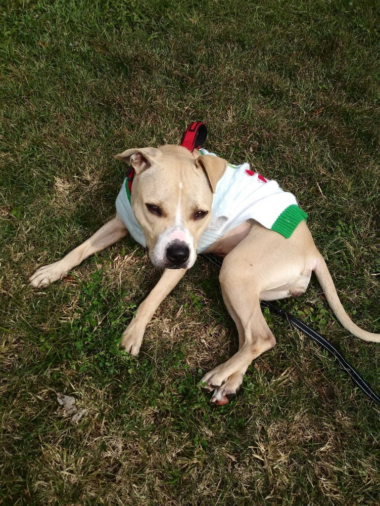 Lola, an adoptable Pit Bull Terrier in New Orleans, LA, 70123 | Photo Image 3