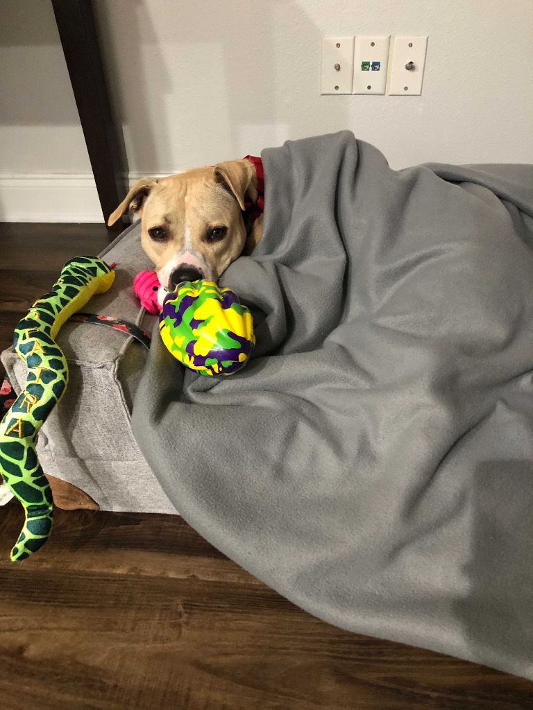 Lola, an adoptable Pit Bull Terrier in New Orleans, LA, 70123 | Photo Image 4