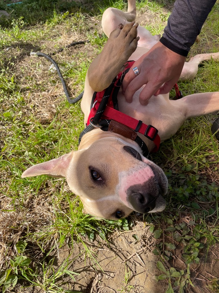 Lola, an adoptable Pit Bull Terrier in New Orleans, LA, 70123 | Photo Image 5