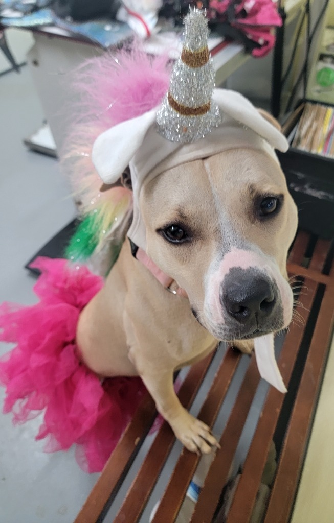 Lola, an adoptable Pit Bull Terrier in New Orleans, LA, 70123 | Photo Image 6