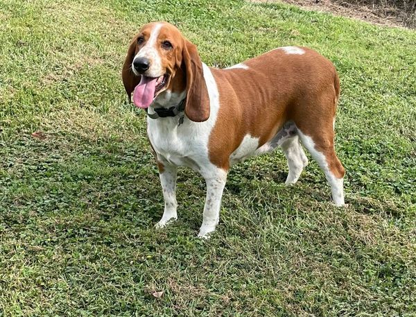 what size crate for basset hound