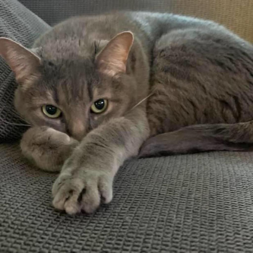 Cecelia Kent, an adoptable Domestic Short Hair in Merrifield, VA, 22116 | Photo Image 1