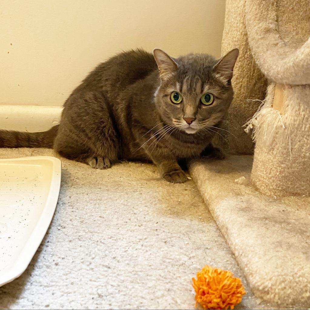 Cecelia Kent, an adoptable Domestic Short Hair in Merrifield, VA, 22116 | Photo Image 2