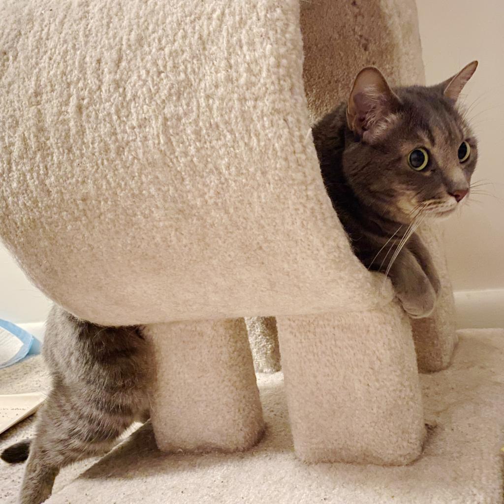 Cecelia Kent, an adoptable Domestic Short Hair in Merrifield, VA, 22116 | Photo Image 3