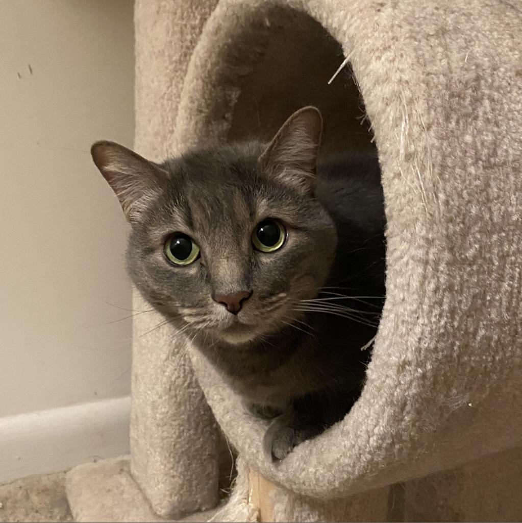 Cecelia Kent, an adoptable Domestic Short Hair in Merrifield, VA, 22116 | Photo Image 4