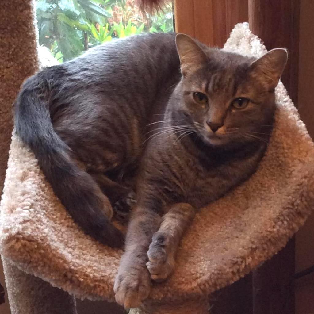 Cecelia Kent, an adoptable Domestic Short Hair in Merrifield, VA, 22116 | Photo Image 5