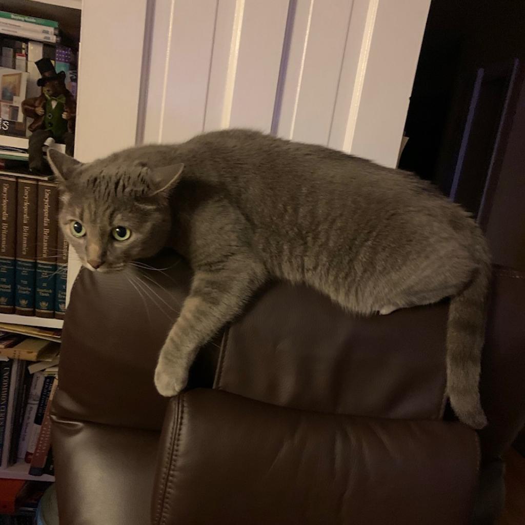 Cecelia Kent, an adoptable Domestic Short Hair in Merrifield, VA, 22116 | Photo Image 6