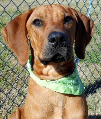 Jax, an adoptable Hound in Jeffersonville, IN, 47130 | Photo Image 1