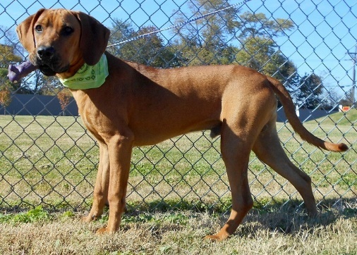 Jax, an adoptable Hound in Jeffersonville, IN, 47130 | Photo Image 2