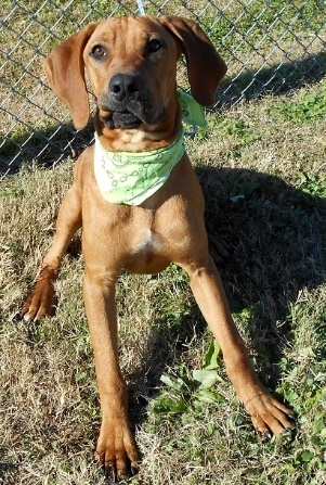 Jax, an adoptable Hound in Jeffersonville, IN, 47130 | Photo Image 3