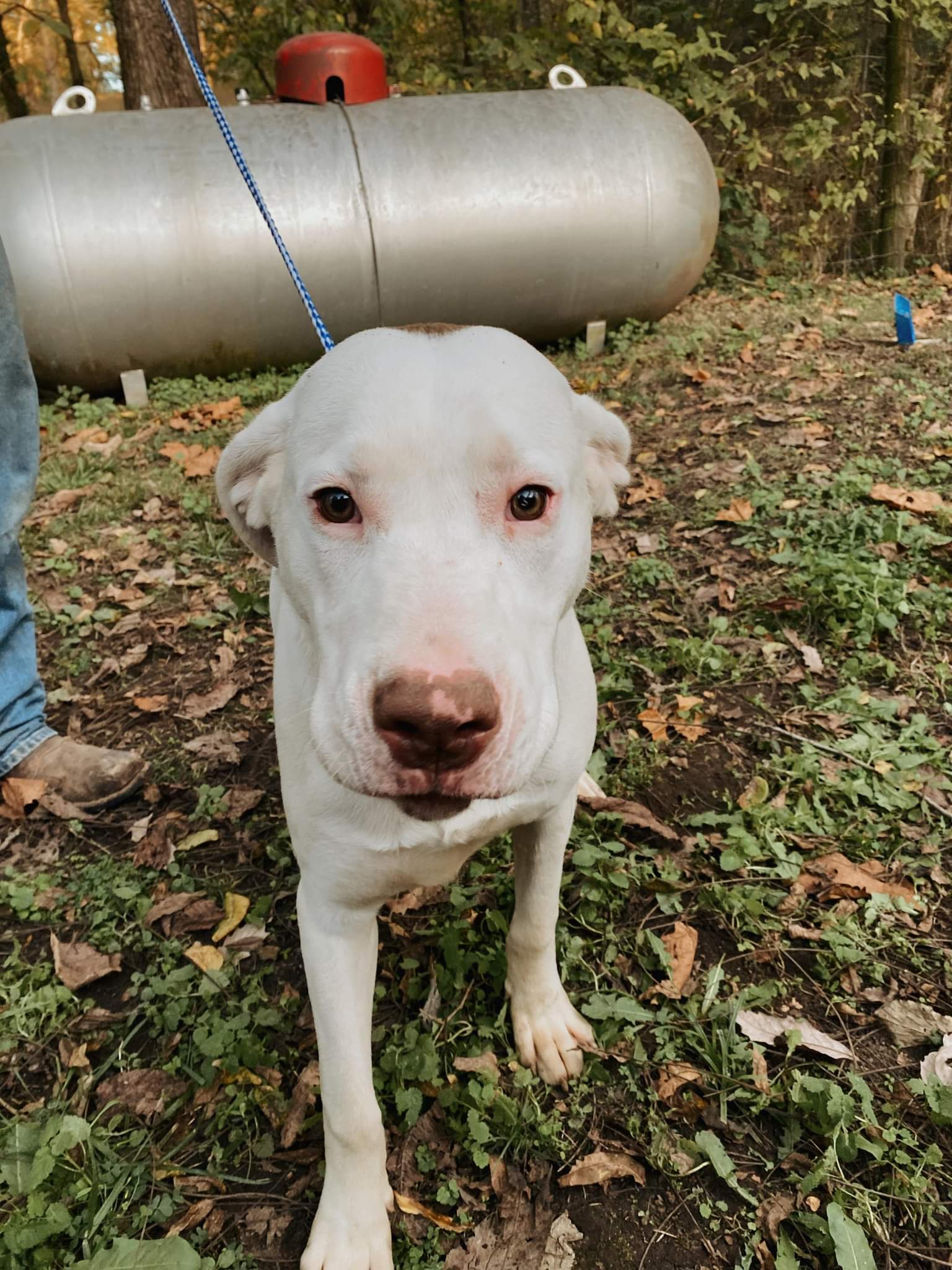 Trey, an adoptable Pit Bull Terrier in Osceola, MO, 64776 | Photo Image 1