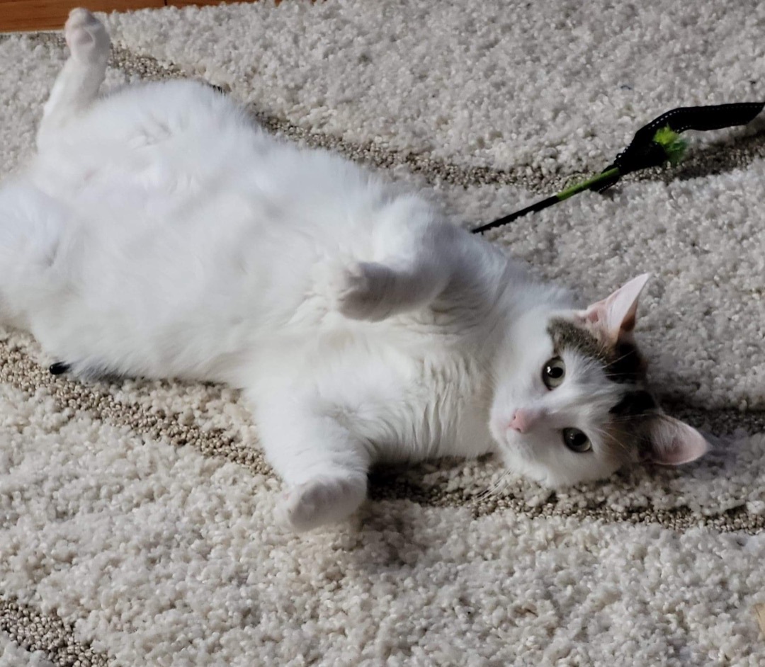 Callie, an adoptable Turkish Van in Manchester, CT, 06042 | Photo Image 2