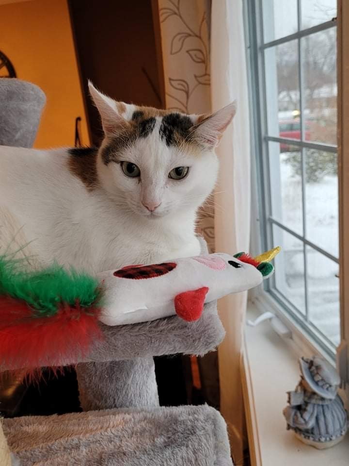 Callie, an adoptable Turkish Van in Manchester, CT, 06042 | Photo Image 1